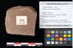 Foto (Objekt + Etikett) von Zostena ungeri Ettingshausen (NHMW-GEO-2024-0188-0445)